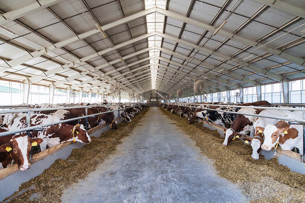 Modern dairy farm with cows in NK Dairy Equipments facility for milk production and dairy farming solutions.