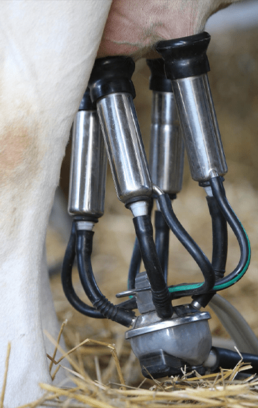 Electric milking machines for dairy farms with stainless steel components and flexible hoses.