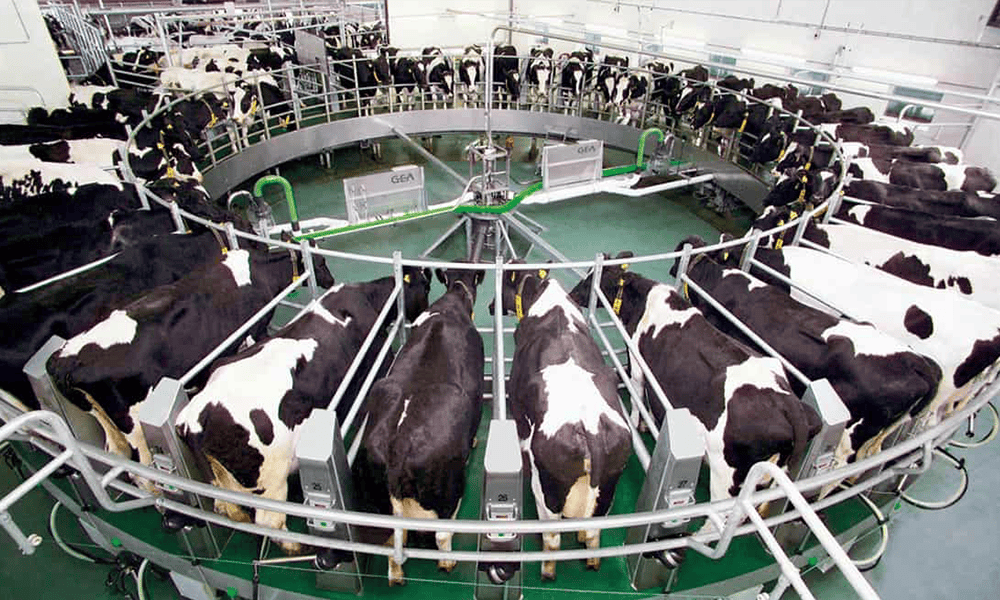 Automatic rotary milking parlor for dairy farms with advanced cow milking equipment.