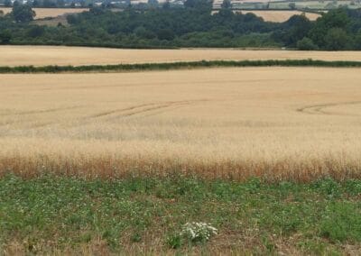 Rolling countryside with wheat fields and trees.