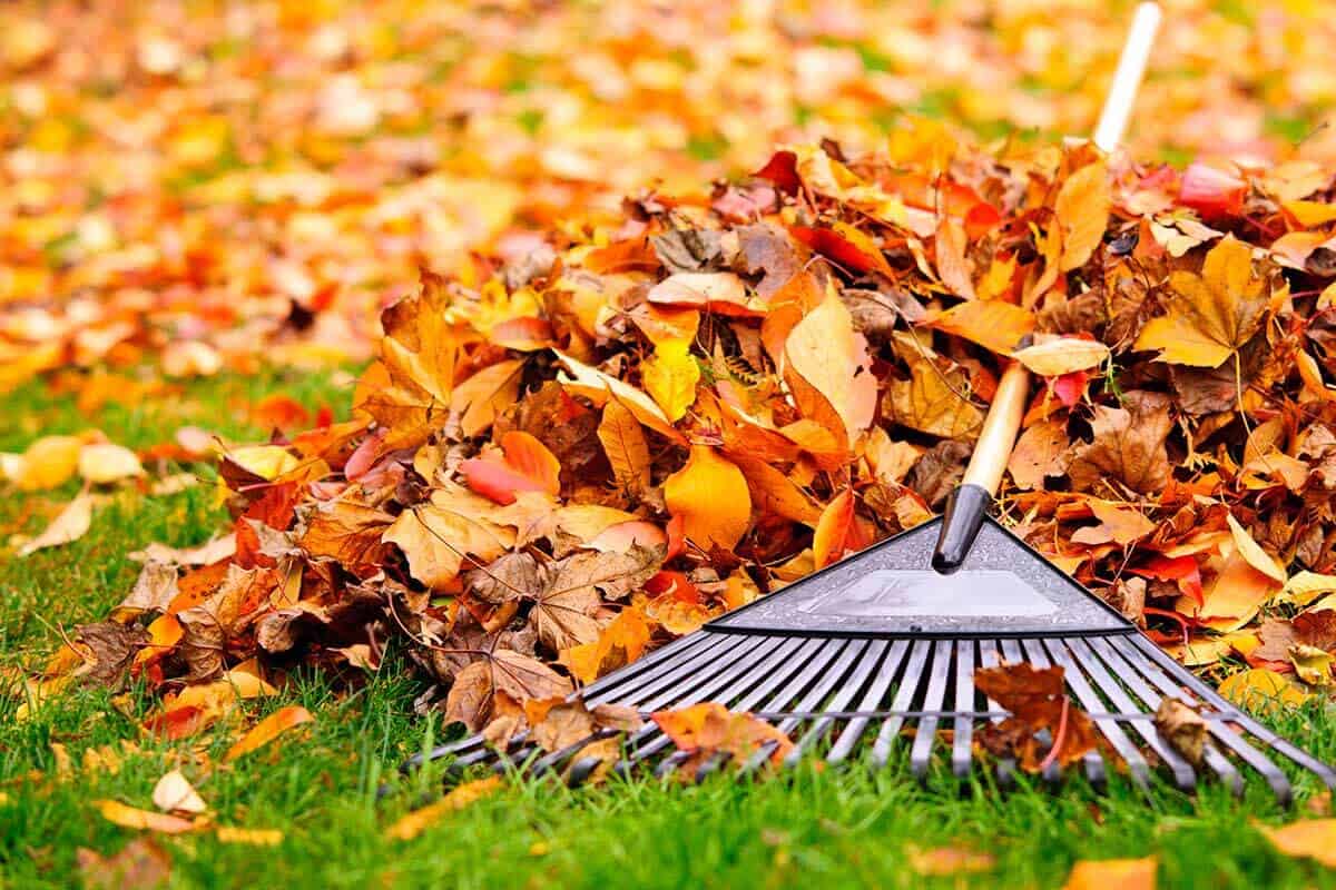 leave clean up lawn maintenance