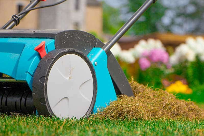 lawn dethatching lawn care