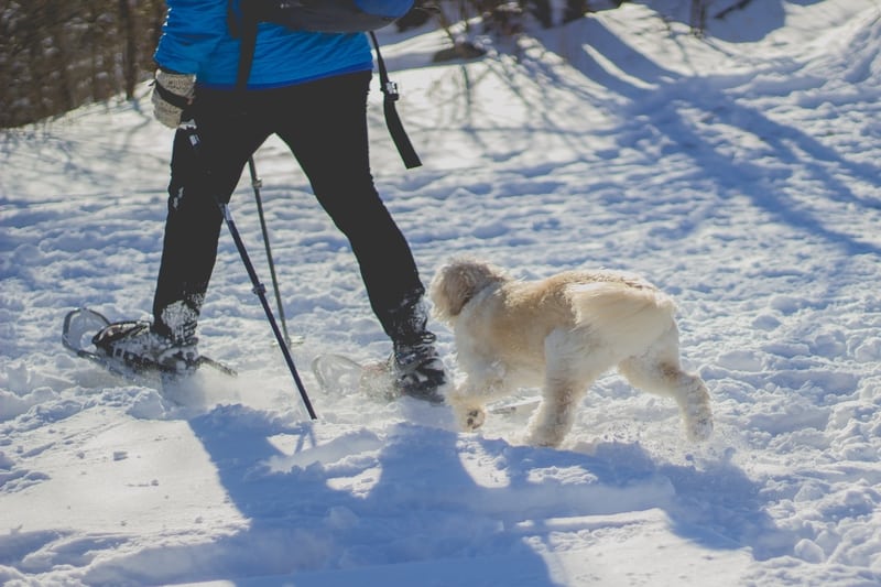 this is a picture of a snowshoe