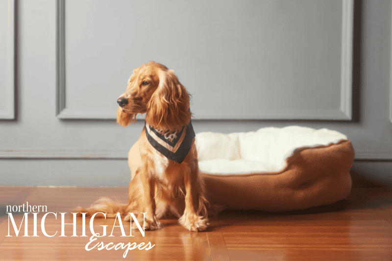 Pet-Friendly Vacation Rentals