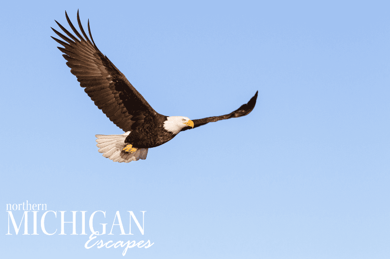 eagle