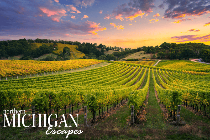 wine field