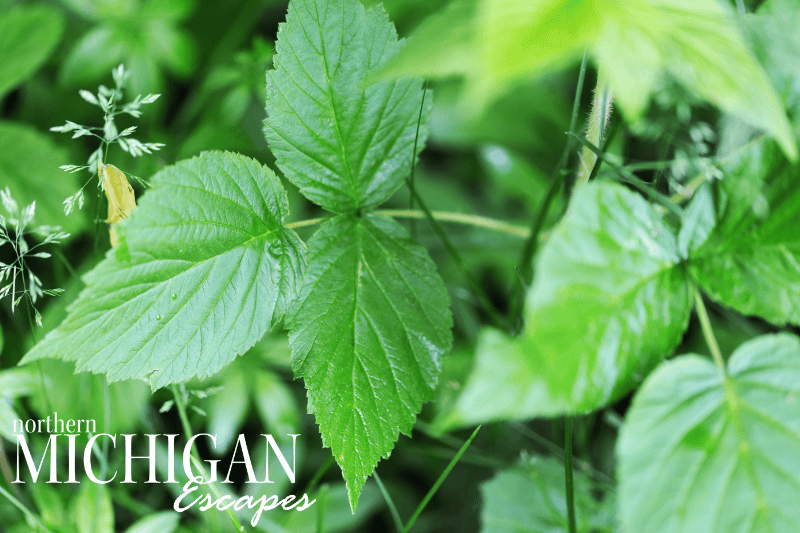 poisonous-plants-in-northern-michigan