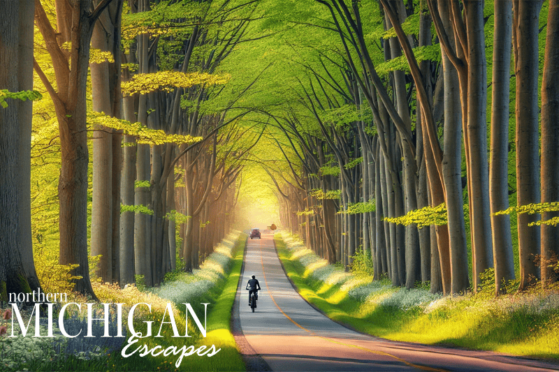 Spring tunnel of trees