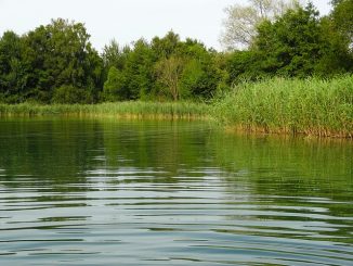 Lago ou rio cercado por vegetação exuberante, ambiente natural preservado, ideal para estudos ambientais e conservação da biodiversidade.