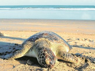 Filme: tartaruga marinha na praia, conservação ambiental.