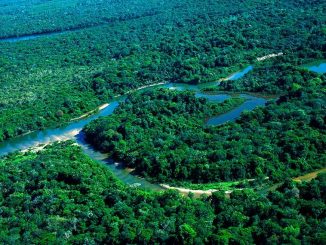 Árvore, rio e floresta tropical exuberante na Amazônia, destacando a importância da preservação ambiental e sustentabilidade na região.