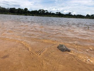 Agua parada com tartaruga, rios e conservação ambiental, meio ambiente, biodiversidade e ecologia, sustentabilidade, natureza selvagem, ecossistemas frágeis, vida aquática, proteção ambiental, ambientação e preservação ambiental, ambientalmercantil.com.