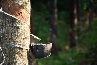 Extratora de óleo de dendê na coleta sustentável na floresta amazônica para evitar desmatamento.
