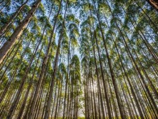 Filho de árvores de bambu em floresta densa, vista de baixo para cima, luz do sol filtrando pelas folhas, paisagem natural sustentável.