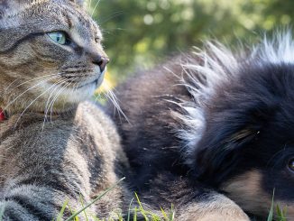 Gato e cachorro deitado na grama em ambiente natural, com foco em bem-estar animal e conservação de espécies.