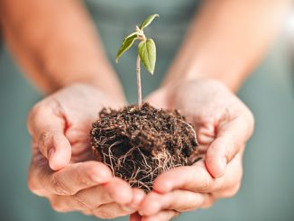Mãos segurando solo com muda de planta, simbolizando sustentabilidade e reflorestamento.