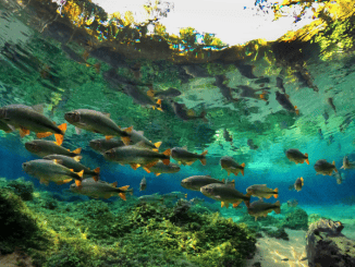 Peixes em um ambiente de água cristalina e vegetação aquática, destacando a biodiversidade em ecossistemas aquáticos naturais.