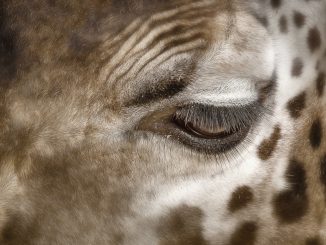 Bebê girafa com foco na face, olhos fechados, detalhes de pelos e manchas, representando conservationismo e biodiversidade na natureza.
