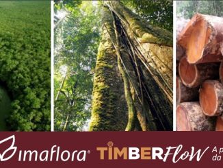 Vegetação de floresta amazônica preservada, árvores altas e exuberantes na natureza brasileira, conservação ambiental e sustentabilidade.