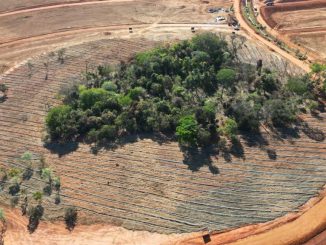 Árvore isolada no centro de terra arrasada, cenário de desmatamento e recuperação ambiental, com estradas e veículos ao redor, destacando questões ambientais e sustentabilidade no Brasil.