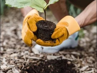 Plantio de árvore jovem no solo preparado, simbolizando combate às mudanças climáticas e ações ambientais sustentáveis. Pessoas envolvidas promovem conscientização e preservação do meio ambiente.