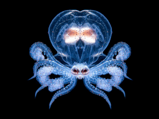 N currency serpent and octopus, colorful marine creatures, deep sea, underwater, vibrant marine life, ocean biodiversity.