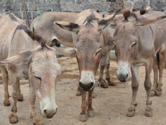 Img_ambiental_mercantil_burros_eds.jpg.