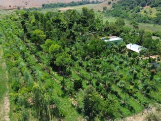 Paisagem rural com árvores frutíferas e casas em meio à vegetação verde, destacando práticas sustentáveis e preservação ambiental na agricultura.