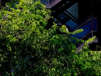 Árvore urbana com folhagem densa, ao lado de edifícios modernos com varandas verdes, representando sustentabilidade e preservação ambiental na área urbana.
