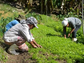 Cultivo orgânico de hortaliças em fazenda sustentável com trabalhadores manualmente colhendo verduras na lavoura de forma tradicional e ecológica no campo brasileiro.