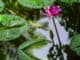 Água de lago com flor de lótus rosa e folhas verdes, destaque na preservação ambiental e biodiversidade.