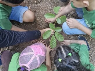 Plantio de mudas de árvores por crianças, sustentabilidade, educação ambiental, preservação ambiental, Educação ambiental para crianças.