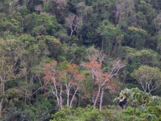 Padrão de floresta tropical com árvores verdes e algumas com folhagem alaranjada, destaque para a biodiversidade e preservação ambiental na região.