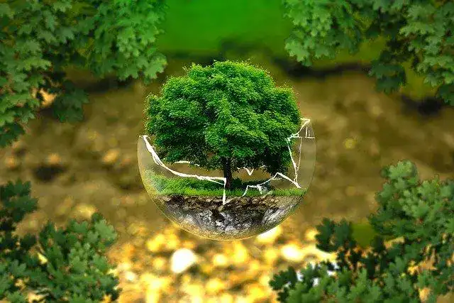 Árvore cercada por vidro quebrado simbolizando preservação ambiental e desenvolvimento sustentável.
