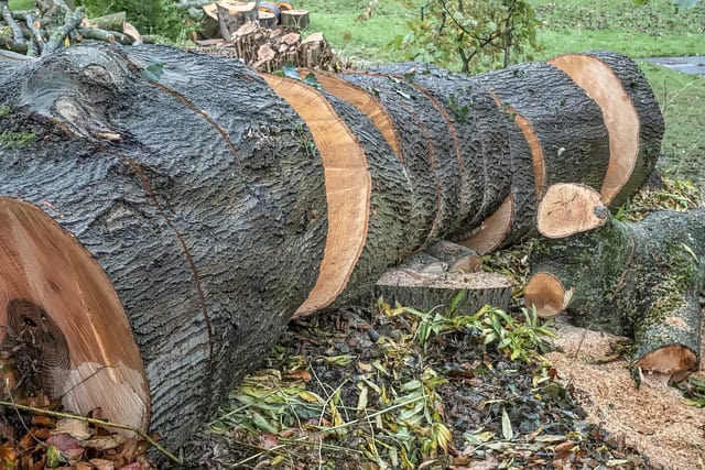 Madeira de árvore caindo ao chão, serragem e galhos, perímetro com saplings verdes.