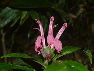 Flor de planta tropical com pétalas pink, rodeada por folhas verdes, em ambiente natural, destacando a biodiversidade e conservação ambiental.