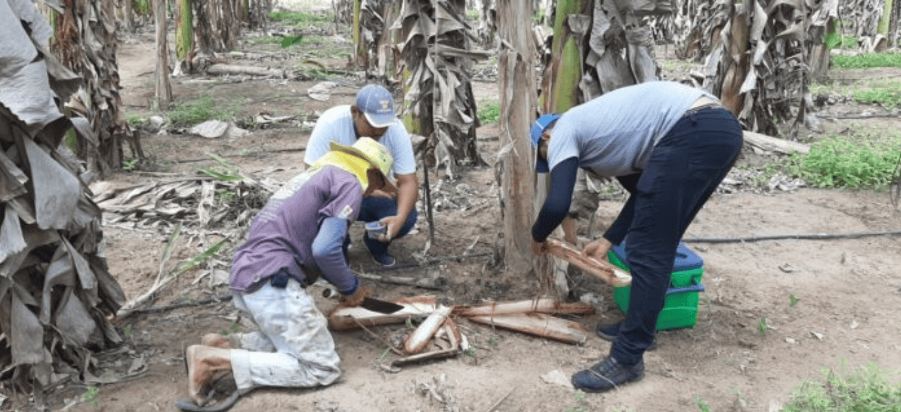 Controle de pragas em cultivos de banana com uso de produtos agrícolas sustentáveis.