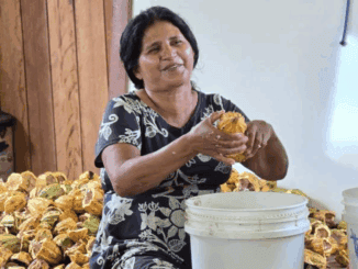 Produtora rural colhendo e preparando castanhas para venda ou processamento ambientalmente sustentável.