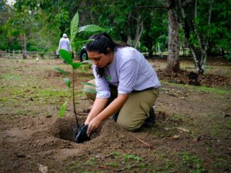Sapato de proteção para plantio de árvore, mulher plantando árvore jovem em área de reflorestamento, ação ambiental, preservação, sustentabilidade, meio ambiente, plantio consciente, conservação ambiental, ambiental mercantil.