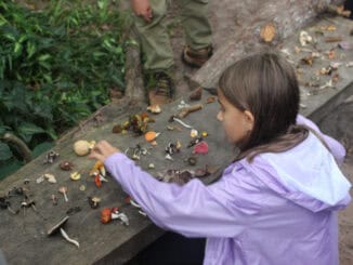 Variedade de fungos e cogumelos coletados para estudo de biodiversidade e conservação ambiental.
