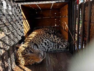 Gato jaguar deitado dentro de uma gaiola de madeira e rede, ambiente de captura para animais selvagens, foco na conservação e proteção da fauna silvestre brasileira.