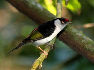 Filho de tucano com penhasco na floresta tropical, aves exóticas e selvagens.