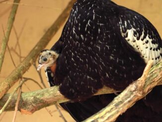 Majestoso gavião com filhote em viveiro de aves exóticas, destaque para espécies de aves de rapina e conservação da biodiversidade.