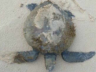 Restos de tartaruga marinha em praia, evidenciando impacto ambiental e necessidade de preservação da vida marinha.