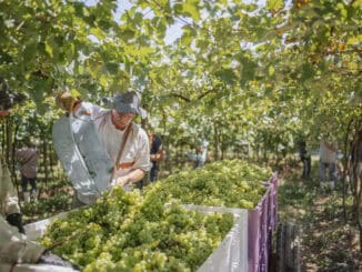 Uvas verdes sendo colhidas em vinhedo sob sombra de videiras maduras, na safra de produção de vinhos sustentáveis e ecológicos, promovendo a preocupação ambiental e o cuidado com o meio ambiente.