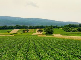 Campos agrícolas verdes e bem cuidados com panorama de morros ao fundo, promovendo sustentabilidade e agricultura eficiente.