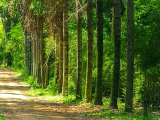 Bosque de árvores verdes e trilha na floresta natural para atividades ao ar livre e preservação ambiental.