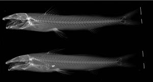 X-ray de peixes marinhos, mostrando detalhes esqueléticos e estrutura óssea em fundo preto, ilustrando estudos científicos e biológicos sobre fauna aquática.