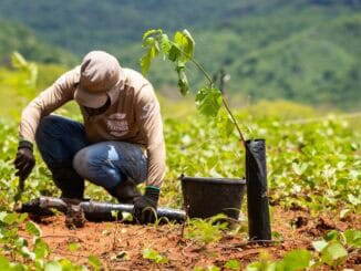 Plantio de mudas de árvores em área rural, ação de reflorestamento para preservação ambiental, sustentabilidade e combate às mudanças climáticas no Brasil.