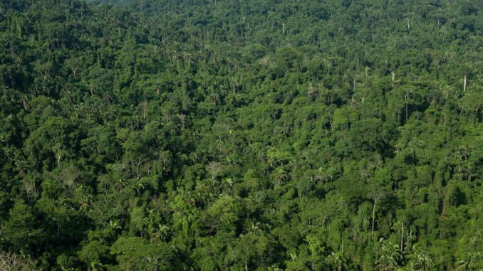 Floresta tropical exuberante com dossel denso e biodiversidade rica em um ambiente natural intocado, promovendo conservação ambiental e sustentabilidade.